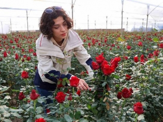 Turkish winter roses