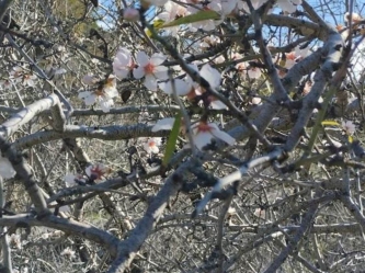 Mandelblüten im Schnee in Gazipasa