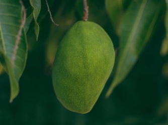 BEST MANGOS IN TURKEY